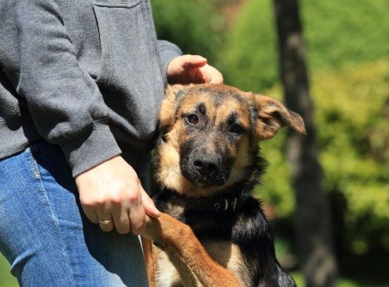 Tierschutzverein Hund Marla